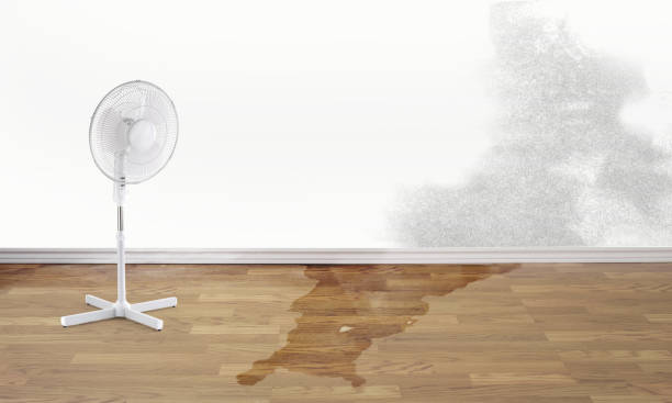 Best Professional water damage repair  in Saegertown, PA